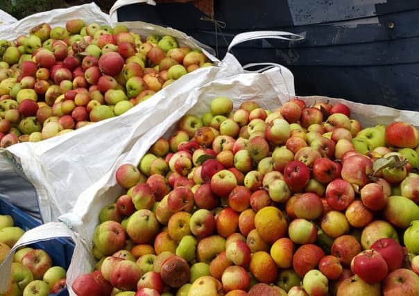 Some of the five tons of apples at Bloxham Apple Day NNL-180910-160408001