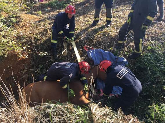 Firefighters work together to save a horse stuck in a muddy ditch near Cropredy. Photo: Oxfordshire Fire and Rescue Service