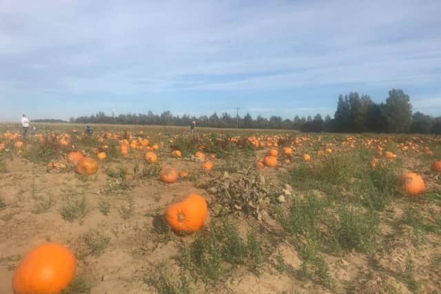 Pumpkins are a field crop and need a lot of water to grow big