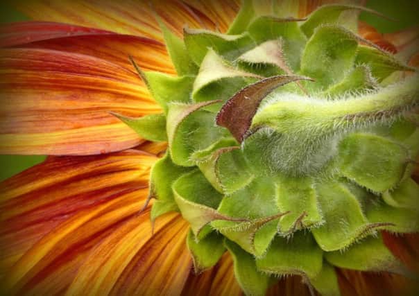 Banbury Camera Club The Sunflower's Receptacle by Helene Boily NNL-181025-152527001