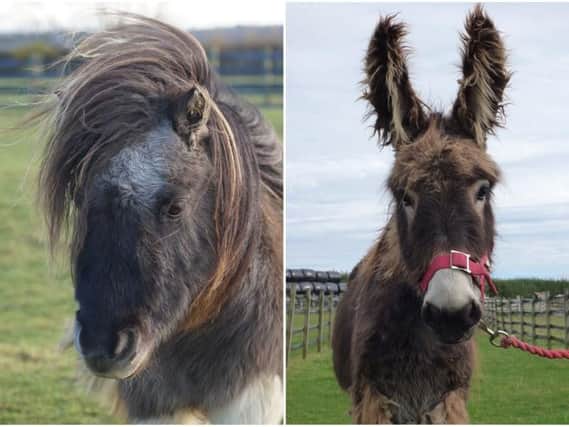 Two of the 'adoption stars' at Redwings Horse Sanctuary near Oxhill, Shetland pony Wensley (left) and donkey Arya. Photos courtesy of Redwings