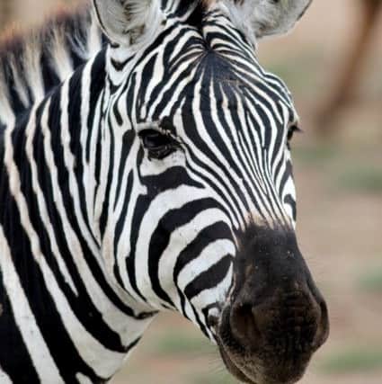 Richard Valdambrini will hold his first photography exhibition at the Mill Arts Centre showcasing his love of African wildlife. A Zebra looks on NNL-190128-115309001
