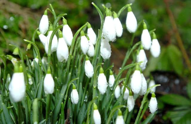 Stars and Snowdrops event takes place at Hanwell Castle this weekend