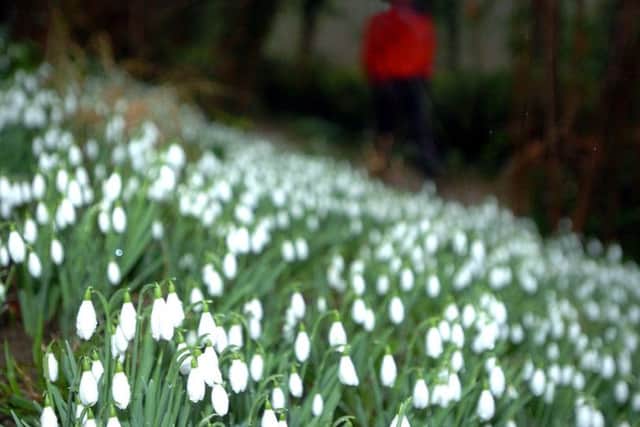 The vast colonies of snowdrops at Hanwell Castle herald the coming of spring