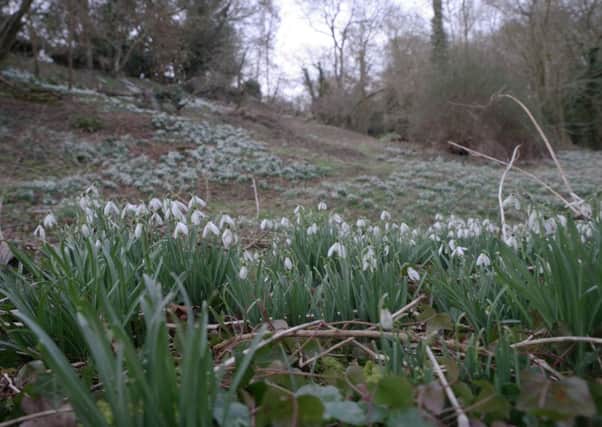 Hanwell Castle is famous for its ancient snowdrop colonies. Picture by Mike King