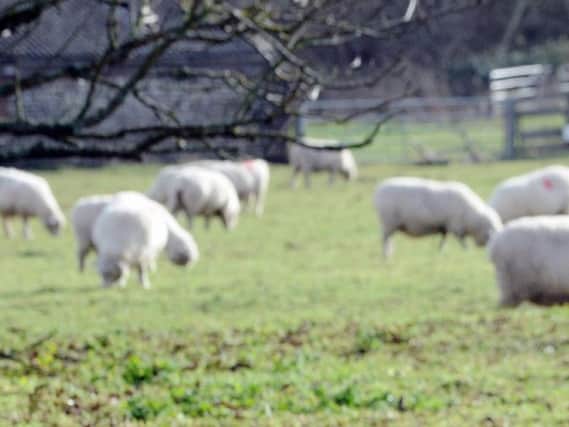 Sheep stock photo