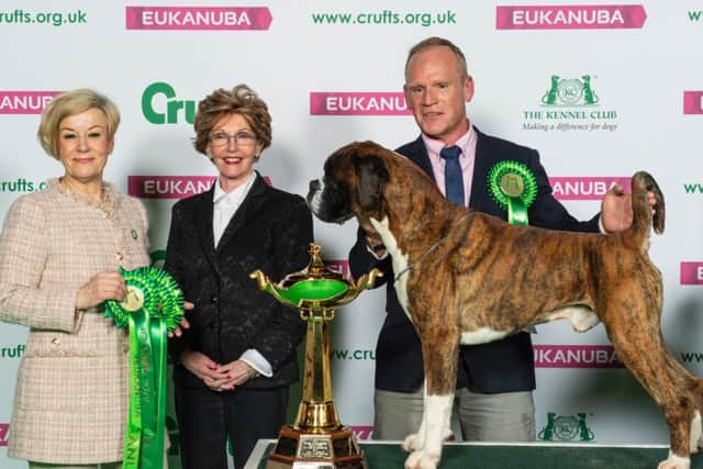 Dave, a Boxer returns as a Crufts champion