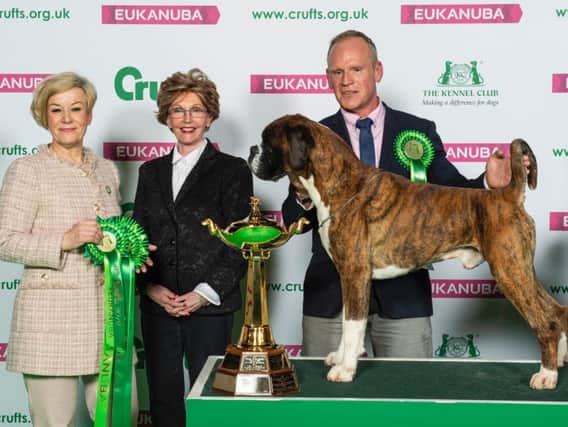 Dave, a Boxer returns as a Crufts champion