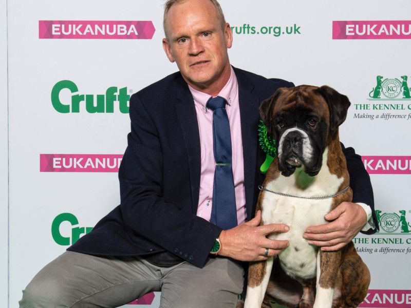 Boxer sales dog crufts