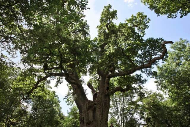 A king oak in the grounds of Blenheim Palace. Photo: Blenheim Palace