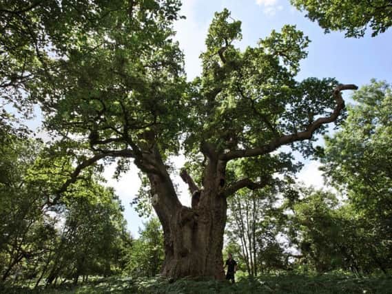 A king oak in the grounds of Blenheim Palace. Photo: Blenheim Palace