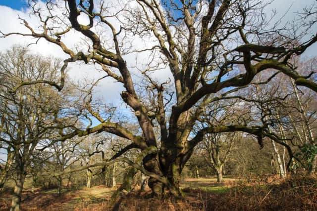 One of the many oak trees at Blenheim Palace. Photo: Blenheim Palace