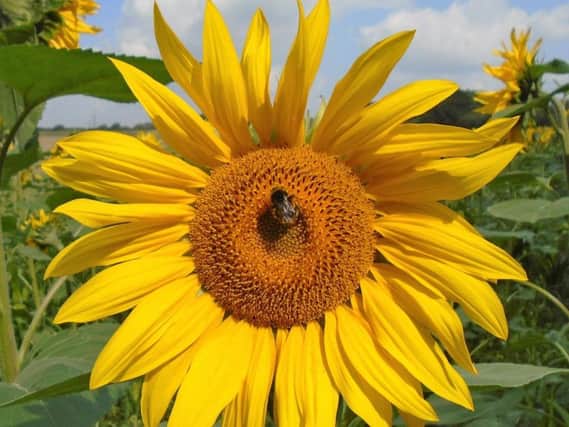 Banbury Town Council launch sunflower growing competition