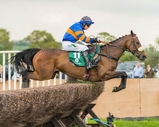 You Know The Story (Gina Andrews) winners of the Restricted Race at Sunday's Grafton Hunt Point-to-Point meeting at Edgcote. Photo: Neale Blackburn Chasdog.com