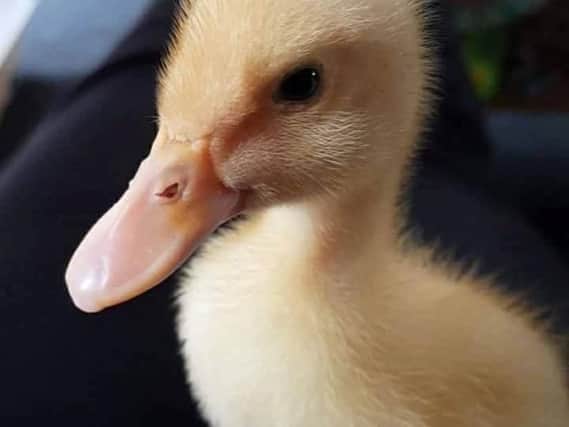 Castle Quay Prettiest Pet 2019 shortlist: Burt Kelly's duck Mowbie