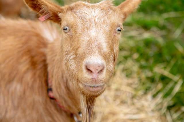 An inquisitive goat is among the animals kids get to meet