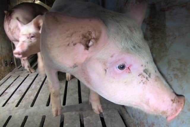 Pigs at Hogwood Farm, Oxhill videoed by Viva