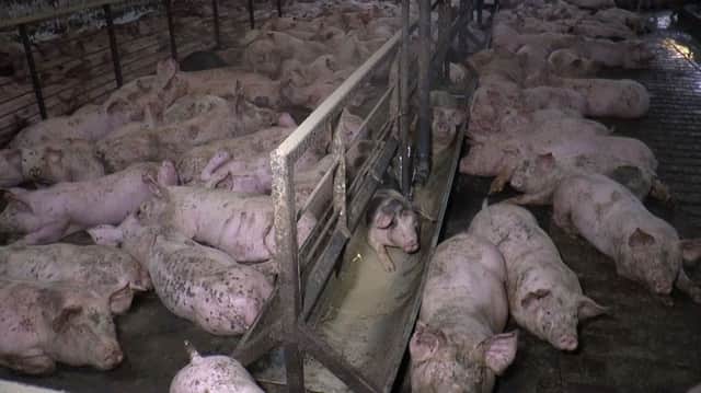 Pigs at Hogwood Farm, pictured by Viva! organisation NNL-190827-171709001