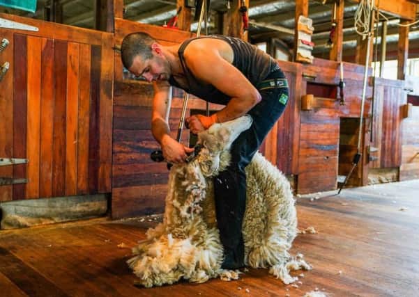 Stuart Connor who will be attempting to break a sheep shearing world record in memory of his daughter, Grace, who died aged three of mitochondrial disease.