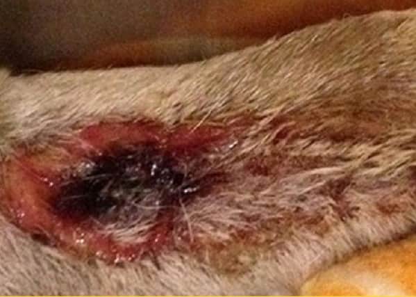 Deadly flesh rotting disease Alabama Rot is on the increase and initially causes sores like this on dogs Photo: David Walker