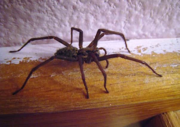 Huge house spider