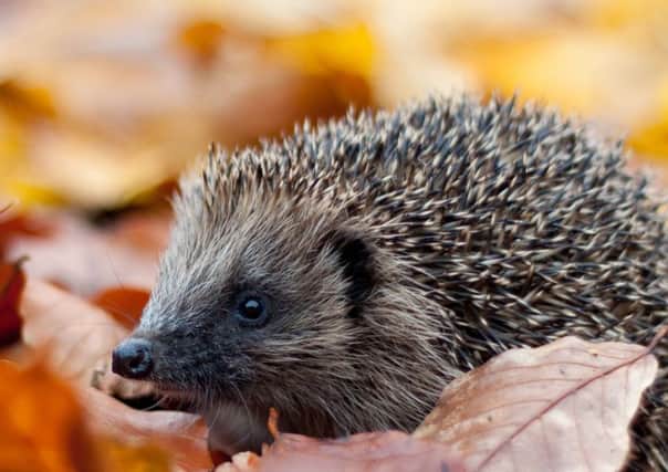 Hedgehog.
Picture: Tom Marshall