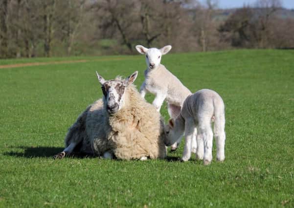 Lambs were injured in an incident between Adderbury and Milton yesterday (Monday). ABCDE NNL-150422-100621001