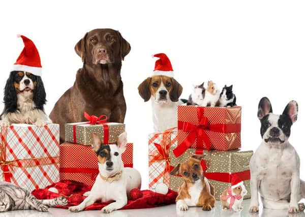 People spend more on pets than humans at Christmas