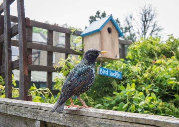 Pets at Home workshops will help kids get ready for the Big Garden Birdwatch PNL-160119-095208001