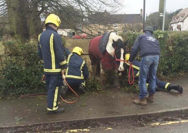 Harry the horse who was left stranded after trying to cross railings in Doddington, Cambs. See Masons copy MNHORSE: A horse had a right MARE after getting trapped in a metal fence. Harry the horse was left stranded after trying to cross railings in Doddington, Cambs., yesterday (11/01) morning. But it was neigh problem for firefighters who used cutting equipment to safely free him. Harry, who was sedated by a vet as he was freed, is now back home safe and sound. Photo: Masons