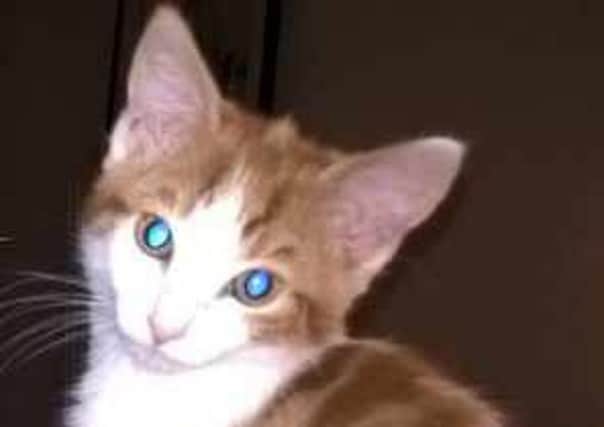 This eight-month-old male cat has been missing from Danesmoor since Tuesday. NNL-160122-131719001