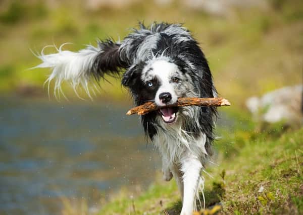 Dog owners warned over stick injuries
