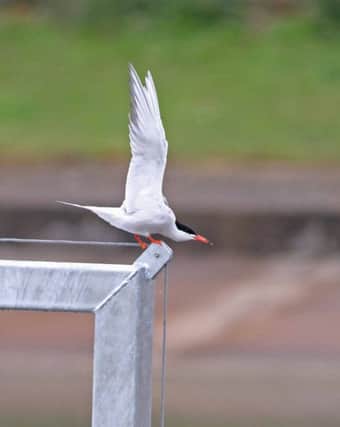 A common tern pictured at Grimsbury Reservoir. Picture by Mike Pollard NNL-160128-110827001