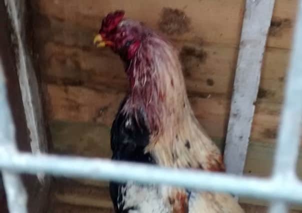 Echo the cockerel, who was found covered in blood by the side of the road in Bloxham. NNL-160202-094334001