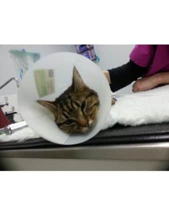 Strikey the cat had a close shave with death after being shot with an air rifle on an estate in Grimsbury. NNL-160216-152042001