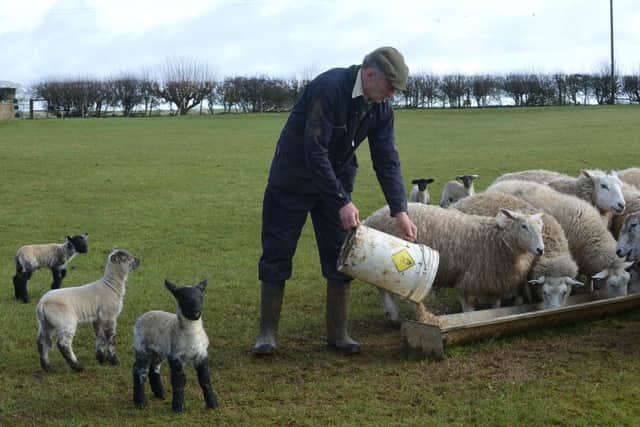Farmer, Andy Taylor, from North Newington. Week-old lambs. NNL-160103-173808009