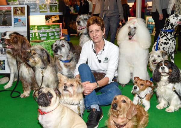 Gill Raddings with her stunt dogs. Picturet: onEdition PNL-160314-154117001
