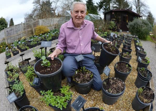 Jeffrey Moore from Adderbury and his mint plant collection were filmed for The Instant Gardener TV programme. NNL-161204-151657009