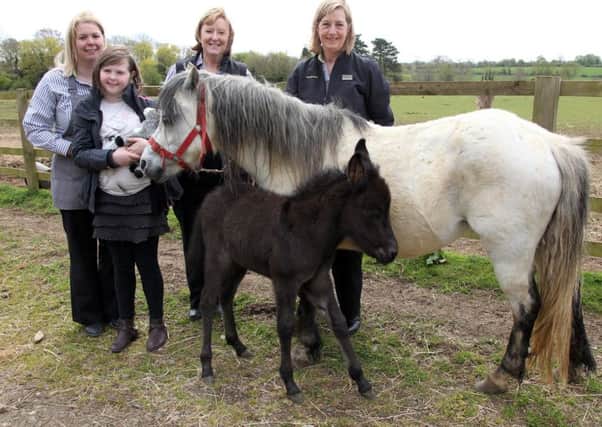 Competition winner Miya Walton (10) to name newborn mule foal Matilda. Pictured with mum Tina Walton, Jacqueline Cavalla and Helen Goldstein NNL-160205-195942009