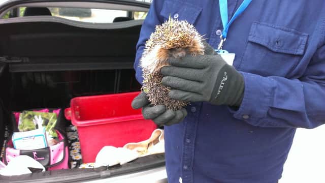 A rescued hedgehog found by a Hornton villager