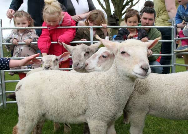 Sulgrave Manor May Day celebrations. Pictured, newborn lambs on show NNL-160205-200217009
