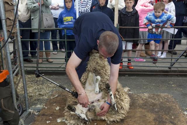 Sheep shearer James Tuffen demonstrated how to shear a range of sheep at the Shipston Wool Fair. Pictured with a Cotswold sheep. NNL-160531-102210001