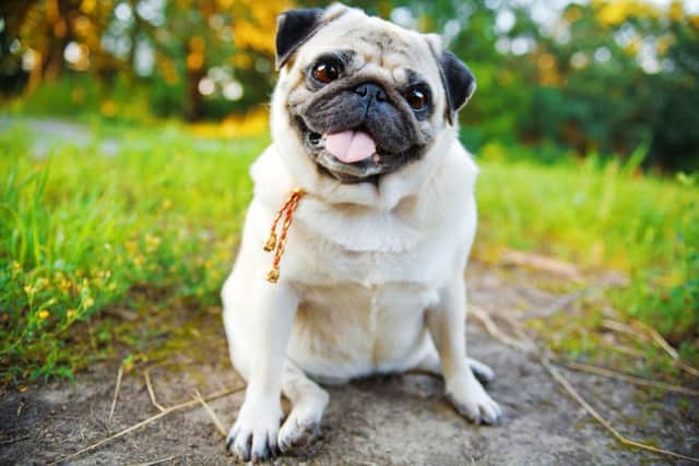 A little Pug: cute, or disfigured?  Credit: Shutterstock