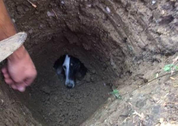 The dog was stuck in the hole for eight hours.