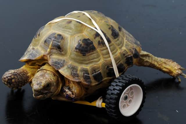 Vince the tortoise lost a leg and was given a Lego wheel instead at Vets4Pets, Banbury. NNL-160612-185840009
