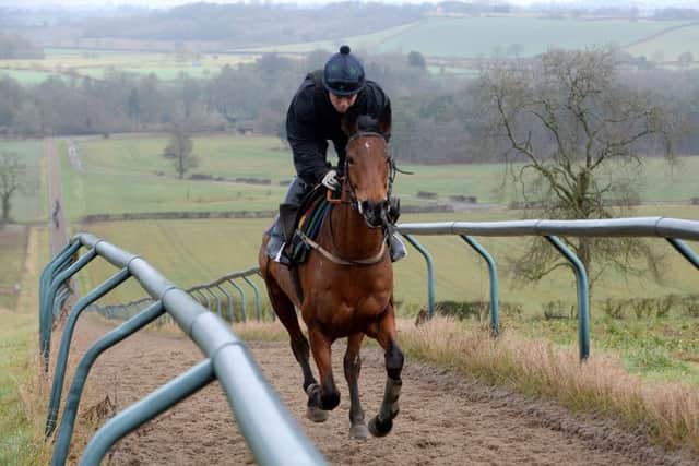 Midnight Jazz, on the Edgcote gallops, ridden out by Danny Hannig