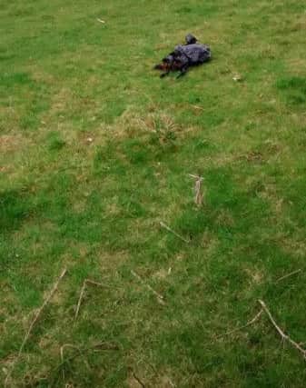 A dead dog was dumped in a field in Banbury NNL-170320-101348001