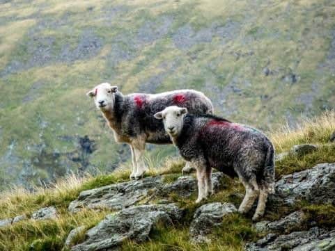 Herdwick sheep are a familiar sight in Lakeland